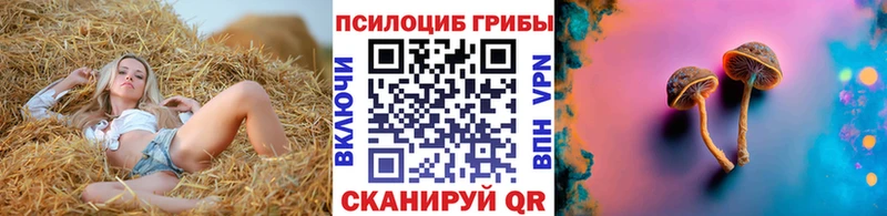 купить   Кириши  даркнет клад  Галлюциногенные грибы Psilocybine cubensis 